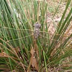 Anax papuensis at Colo Vale, NSW - 19 Jan 2013