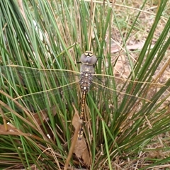 Anax papuensis at Colo Vale, NSW - 19 Jan 2013 04:25 PM