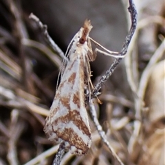 Unidentified Pyralid or Snout Moth (Pyralidae & Crambidae) at Aranda, ACT - 8 Jan 2025 by CathB