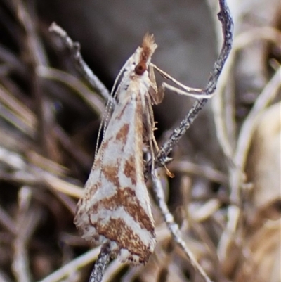 Sedenia rupalis (A Crambid moth) at Aranda, ACT - 8 Jan 2025 by CathB