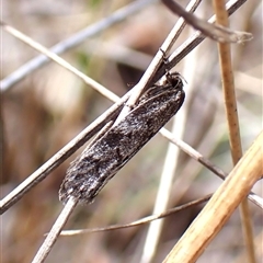 Unidentified Concealer moth (Oecophoridae) at Aranda, ACT - 7 Jan 2025 by CathB