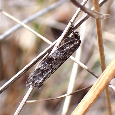 Unidentified Concealer moth (Oecophoridae) at Aranda, ACT - 8 Jan 2025 by CathB