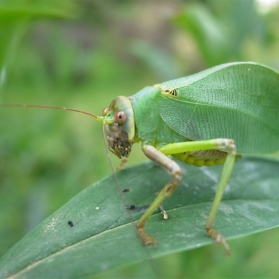 Unverified Katydid (Tettigoniidae) at Undefined - 31 Jan 2009 by nancyp