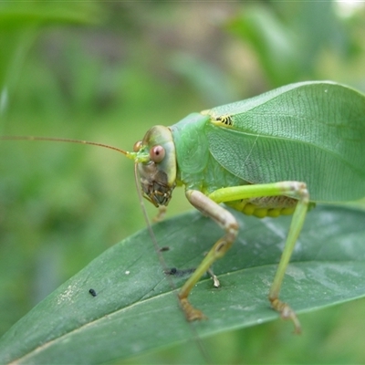 Unidentified Katydid (Tettigoniidae) at Undefined - 31 Jan 2009 by nancyp