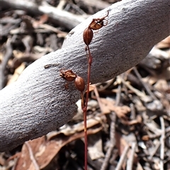 Caleana minor (Small Duck Orchid) at Aranda, ACT - 8 Jan 2025 by CathB