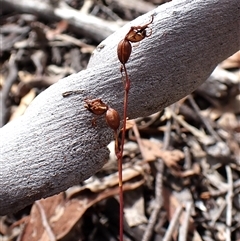 Caleana minor (Small Duck Orchid) at Aranda, ACT - 7 Jan 2025 by CathB