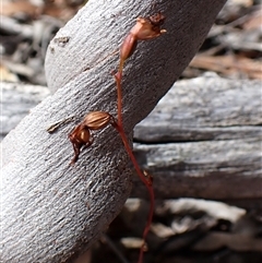 Caleana minor at Aranda, ACT - suppressed
