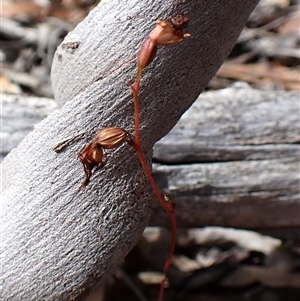 Caleana minor at Aranda, ACT - suppressed