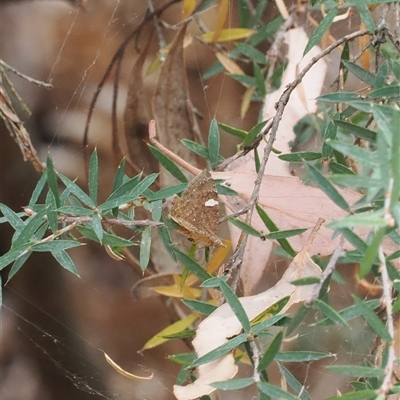 Chrysolarentia heteroleuca (White-patched Carpet) at Geehi, NSW - 15 Jan 2025 by RAllen