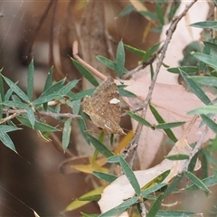 Chrysolarentia heteroleuca at Geehi, NSW - 15 Jan 2025