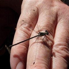 Argiolestidae (family) (Flatwings) at Colo Vale, NSW - 7 Dec 2009 by nancyp