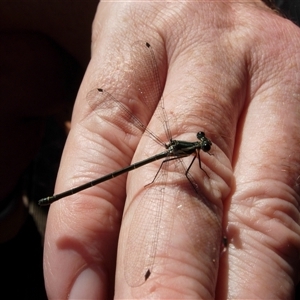 Unidentified Dragonfly (Anisoptera) at Undefined by nancyp