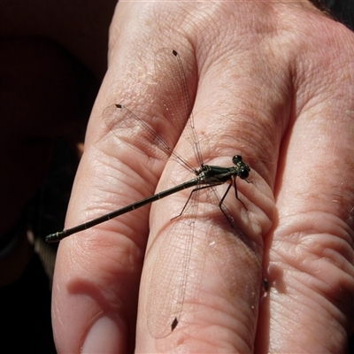 Argiolestidae (family) (Flatwings) at Colo Vale, NSW - 7 Dec 2009 by nancyp