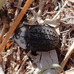 Helea ovata (Pie-dish beetle) at Cook, ACT - 7 Jan 2025 by CathB