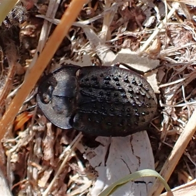 Helea ovata (Pie-dish beetle) at Cook, ACT - 7 Jan 2025 by CathB