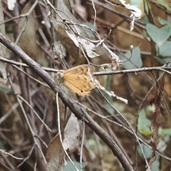 Heteronympha merope (Common Brown Butterfly) at Geehi, NSW - 15 Jan 2025 by RAllen