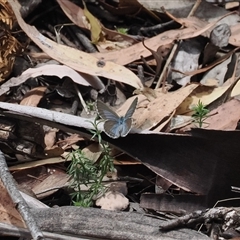 Zizina otis (Common Grass-Blue) at Geehi, NSW - 15 Jan 2025 by RAllen