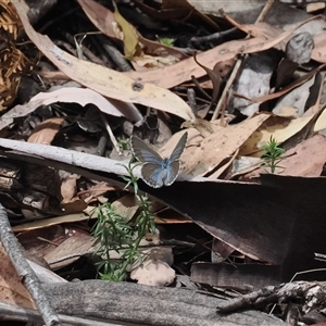 Erina hyacinthina at Geehi, NSW by RAllen