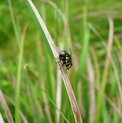 Rutilia (Ameniamima) argentifera (A Bristle fly) at Colo Vale, NSW - 8 Jan 2008 by nancyp