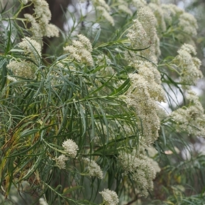 Cassinia longifolia (Shiny Cassinia, Cauliflower Bush) at Geehi, NSW by RAllen