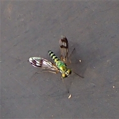 Diaphorinae (subfamily) (Long-legged fly) at Undefined - 27 Feb 2016 by nancyp