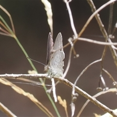 Erina hyacinthina (Varied Dusky-blue) at Geehi, NSW - 15 Jan 2025 by RAllen