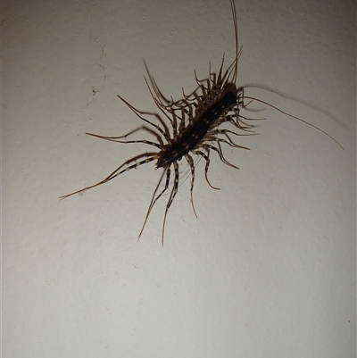 Scolopendromorpha (order) at Undefined - 8 Jan 2014 by nancyp