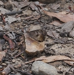 Geitoneura klugii (Marbled Xenica) at Geehi, NSW - 15 Jan 2025 by RAllen