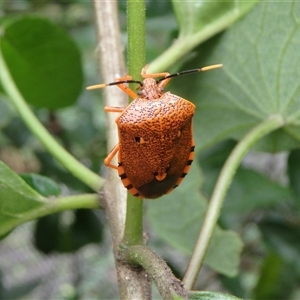 Unidentified True bug (Hemiptera, Heteroptera) at Undefined by nancyp