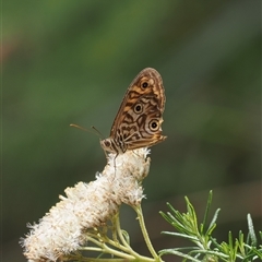 Geitoneura acantha at Geehi, NSW - 15 Jan 2025 by RAllen