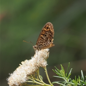 Geitoneura acantha at Geehi, NSW by RAllen