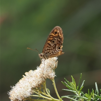 Geitoneura acantha (Ringed Xenica) at Geehi, NSW - 15 Jan 2025 by RAllen