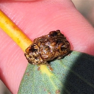 Cadmus (Cyphodera) chlamydiformis at Tarago, NSW - 17 Jan 2025