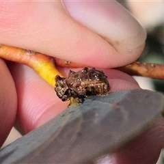 Cadmus (Cyphodera) chlamydiformis at Tarago, NSW - 17 Jan 2025