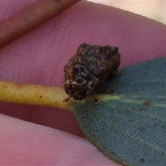 Cadmus (Cyphodera) chlamydiformis at Tarago, NSW - 17 Jan 2025