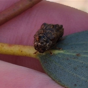 Cadmus (Cyphodera) chlamydiformis at Tarago, NSW - 17 Jan 2025