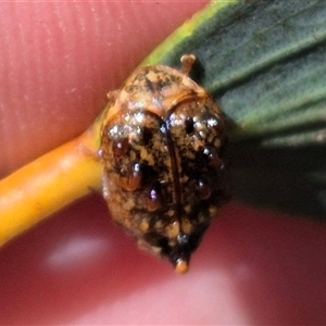 Cadmus (Cyphodera) chlamydiformis at Tarago, NSW - 17 Jan 2025