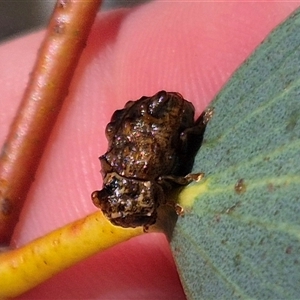 Cadmus (Cyphodera) chlamydiformis at Tarago, NSW - 17 Jan 2025 10:50 AM