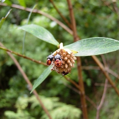 Acanthosomatidae (family) (Unidentified Acanthosomatid shield bug) at Undefined - 1 Dec 2006 by nancyp