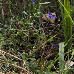 Wahlenbergia gloriosa (Royal Bluebell) at Geehi, NSW - 15 Jan 2025 by RAllen