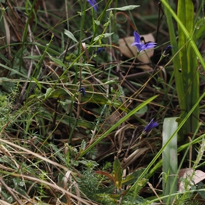 Wahlenbergia gloriosa (Royal Bluebell) at Geehi, NSW - 15 Jan 2025 by RAllen