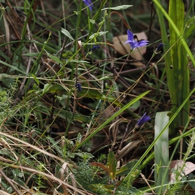 Wahlenbergia gloriosa at Geehi, NSW - 15 Jan 2025 by RAllen