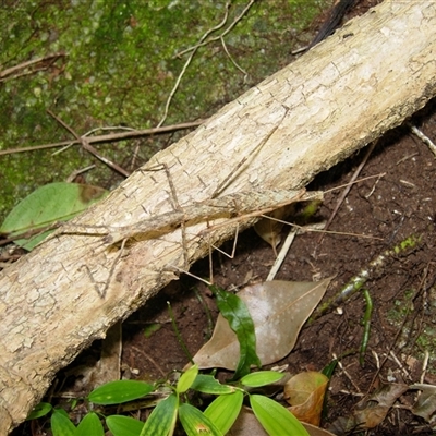 Unverified Stick insect (Phasmatodea) at Undefined - 12 May 2007 by nancyp