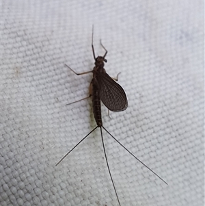 Unidentified Mayfly (Ephemeroptera) at Jamberoo, NSW by nancyp