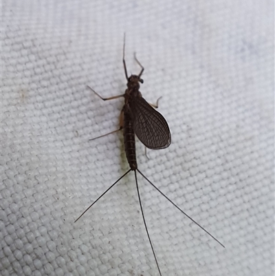 Unidentified Mayfly (Ephemeroptera) at Jamberoo, NSW - 26 Mar 2020 by nancyp