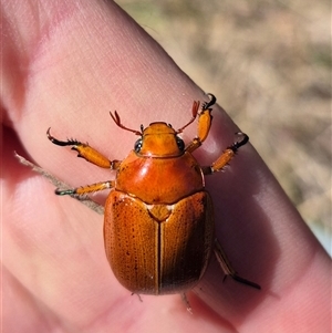 Anoplognathus porosus (Porosus Christmas beetle) at Lake George, NSW by clarehoneydove