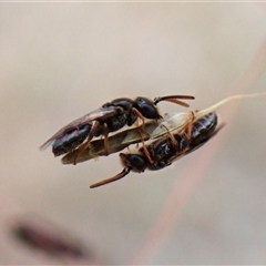 Unidentified Bee (Hymenoptera, Apiformes) at Cook, ACT - 9 Jan 2025 by CathB