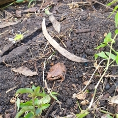 Unidentified Frog at Jamberoo, NSW - 11 Apr 2023 by nancyp