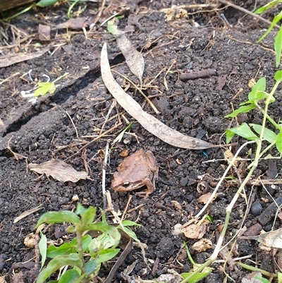 Unverified Frog at Jamberoo, NSW - 11 Apr 2023 by nancyp