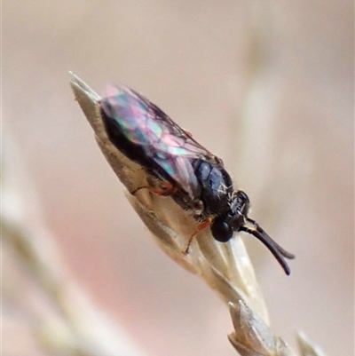Lasioglossum (Chilalictus) sp. (genus & subgenus) at Cook, ACT - 10 Jan 2025 by CathB